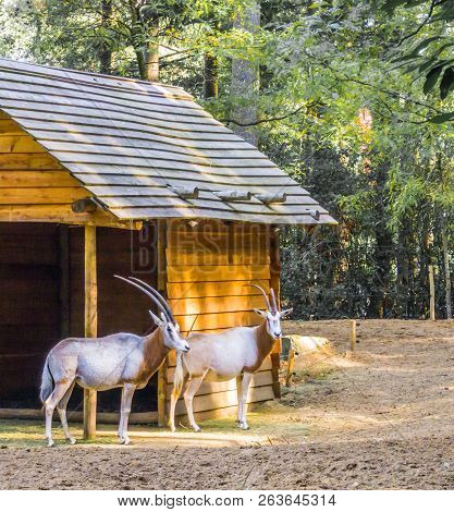 Two Gazelles With Long Horns Standing Together At A Cabin Rare Species