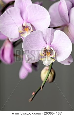 Pink Phalaenopsis Orchid Flower, Close Up. Vertical Cpmposition
