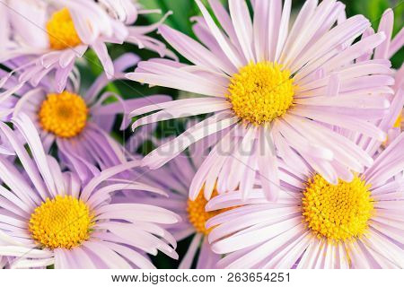Pink, Purple Chrysanthemum Daisy With Yellow Harts