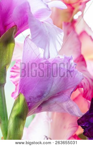 Background Of Mix Gladiolus Flowers, Macro, Close Up