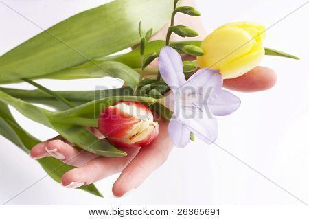 ženská ruka drží jarní květy, žluté a červené tulipány a fialový fresia
