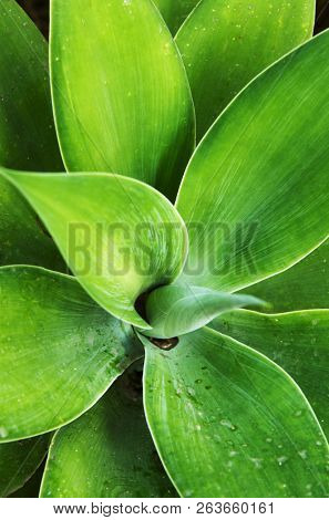 Textures and light on vegetation and foliage
