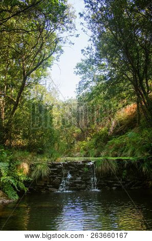 Small waterfall in a creek flowing on the woods