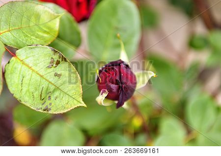 Fresh Rose - Black Baccara - Natural Scenery