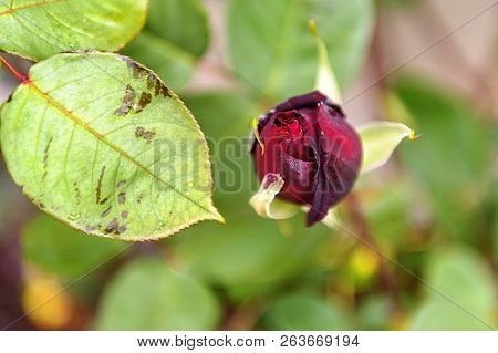 Fresh Rose - Black Baccara - Natural Scenery