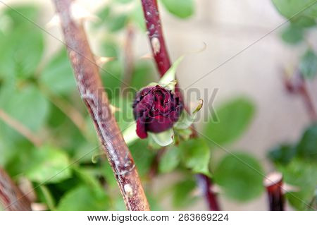 Fresh Rose - Black Baccara - Natural Scenery