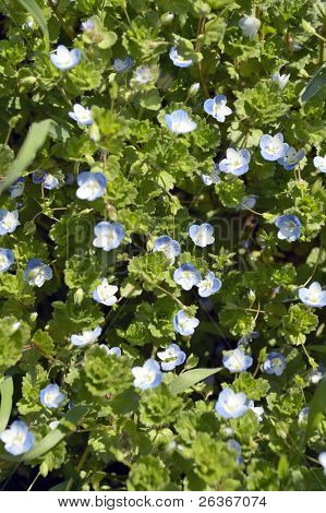 Pomněnky (closeup modrý Škorpion trávy (Myosotis micrantha))