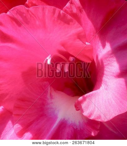 The Throat Of A Rose Colored Gladiola