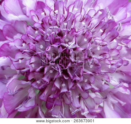 Close Up Of A Lavender Pincushion Flower