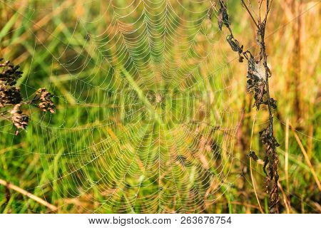 Garden Spider Or Argiope Aurantia In Its Net