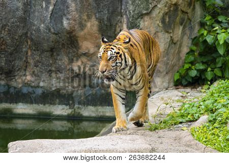 Sumatra Tiger Standing In Grass Looking At The Camera, Amur Tiger Walking In The Water. Dangerous An