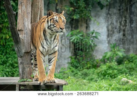 Sumatra Tiger Standing In Grass Looking At The Camera, Amur Tiger Walking In The Water. Dangerous An