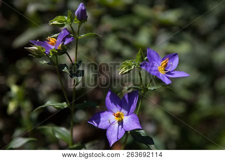 Blue Potato Bush - Purple Flowers Of Solanum Rantonnei (lycianthes Rantonnetii).