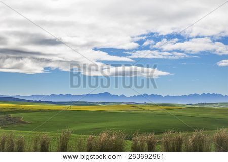 Beautiful Rolling Green And Yellow Fields With Mountains In The Distance With Blue Sky And Clouds. C