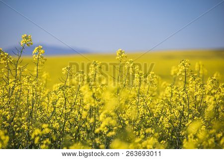 Beautiful Rolling Hills Of Canola Flowers In Spring. Caledon, Western Cape, South Africa.