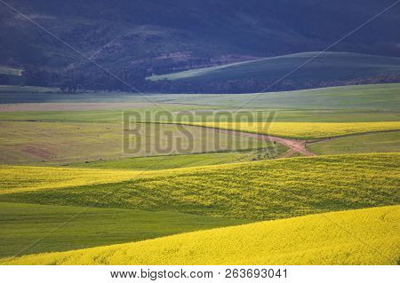 Beautiful Rolling Hills Of Canola Flowers In Spring. Caledon, Western Cape, South Africa.