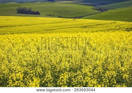 Beautiful Rolling Hills Of Canola Flowers In Spring. Caledon, Western Cape, South Africa.