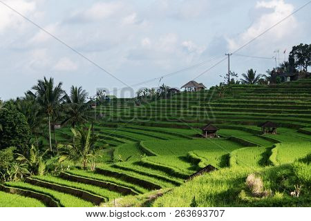 The Vast Jatiluwih, Bali Rice Terrace Farm.
