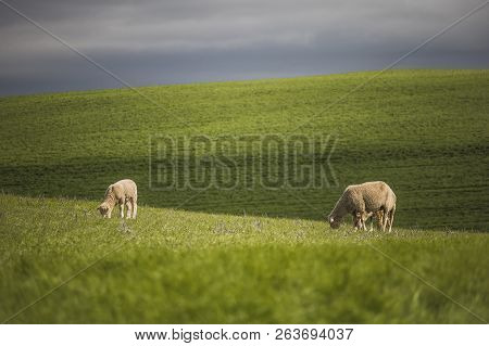 Green Farm Fields With Sheep Grazing With A Storm In The Background.