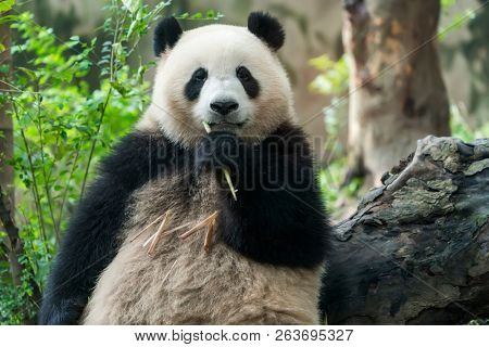 Giant panda eating bamboo