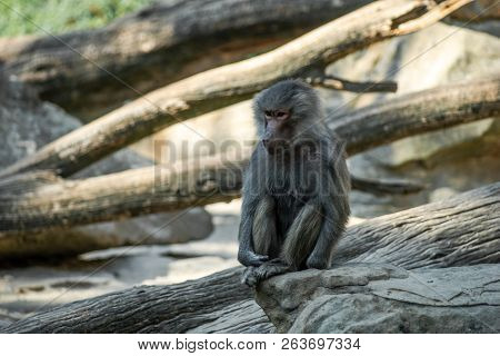 Portrait Of A Sad Monkey Sitting Alone On The  Tree In The Forest