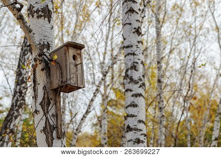 Wooden Birdhouse On Tree In Birch Forest.