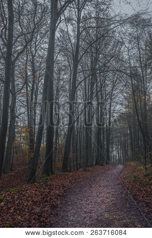 Path Through Trees In Dark Forest On A Misty Autum Day