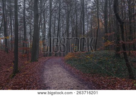 Track Trough Forest Trees At Autum On A Misty Day