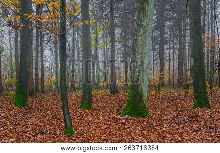 View Of Foggy Autumn Day At Misty Forest