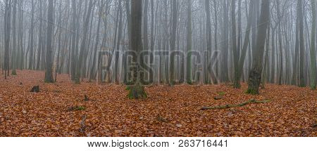 Panorama View Of Foogy Forest Trees On A Misty Fall Day