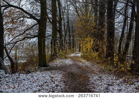 Track Along Trees Alley On A Cold Snowy Winter Day