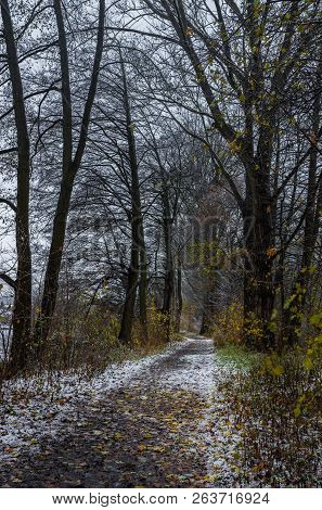 Pathway Through Trees Alley On A Snowy Winter Day