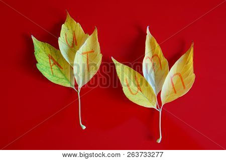 The Name Of The Season Is Written On Yellow Autumn Leaves. Autumn Mood.