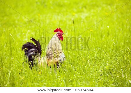 Gallo su sfondo verde erba