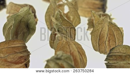 Cape gooseberry (physalis) isolated on white background
