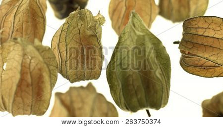 Cape gooseberry (physalis) isolated on white background
