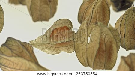 Cape gooseberry (physalis) isolated on white background
