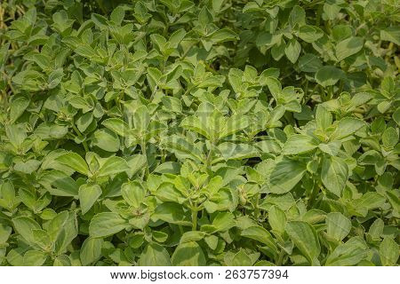 Mint Flower (medicinal And Aromatic Plant). Photo Of Brazil