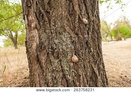 Three Gastropod Snail Sleeps On A Tree In The Southern Country In Sunny Time