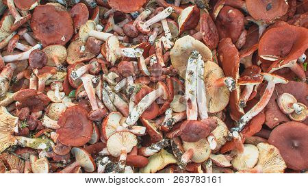 Fresh Unrefined Conditionally Edible Mushrooms, Background, Texture. Mushroom Species: Lactarius Ruf