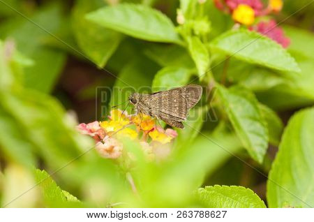 Small Branded Swift (pelopidas Mathias) Is Feeding On Lantana Flowers