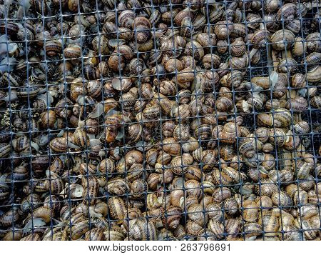 Garden Snail. Helix Aspersa Muller. Mollusc From Gastropods.