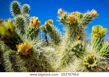 Chain Fruit Cholla Cactus In Joshua National Park, California