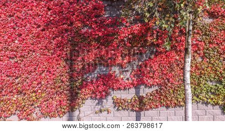 Colorful Red And Green, Fall Ivy Creeper On A Panoramic Wall
