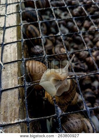 Garden Snail. Helix Aspersa Muller. Mollusc From Gastropods.