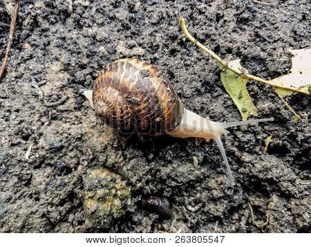 Garden Snail. Helix Aspersa Muller. Mollusc From Gastropods.