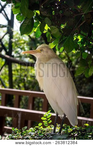 Cattle Egret Standing On Branch In A Park