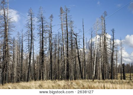 Forest Fire (Ah)