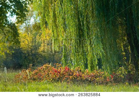 Green Willow Branches Against The Background Of The Autumn Landscape. Willow Tree In Autumn