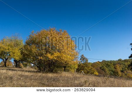 Autumn Landscape Of Cherna Gora (monte Negro) Mountain, Pernik Region, Bulgaria